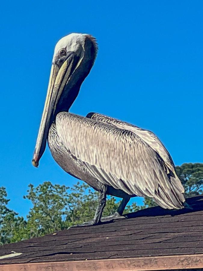 Kingwood Cottage - 10 Mins From Iah - Lake Front Humble Bagian luar foto